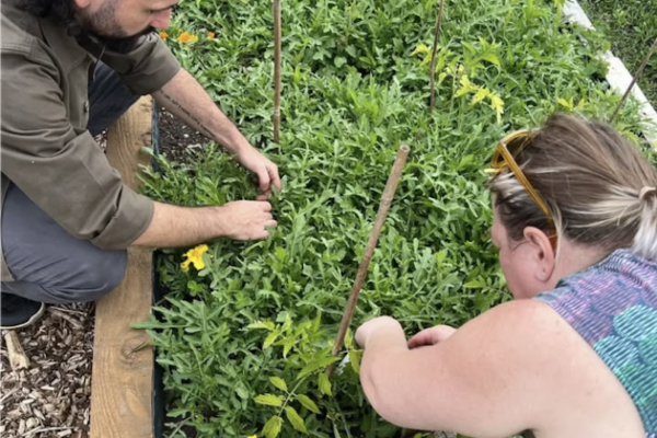 Grow Cook Eat Compost 3